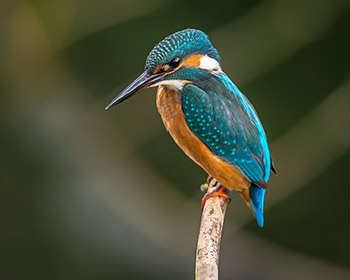 oasi naturalistiche nei dintorni di portogruaro